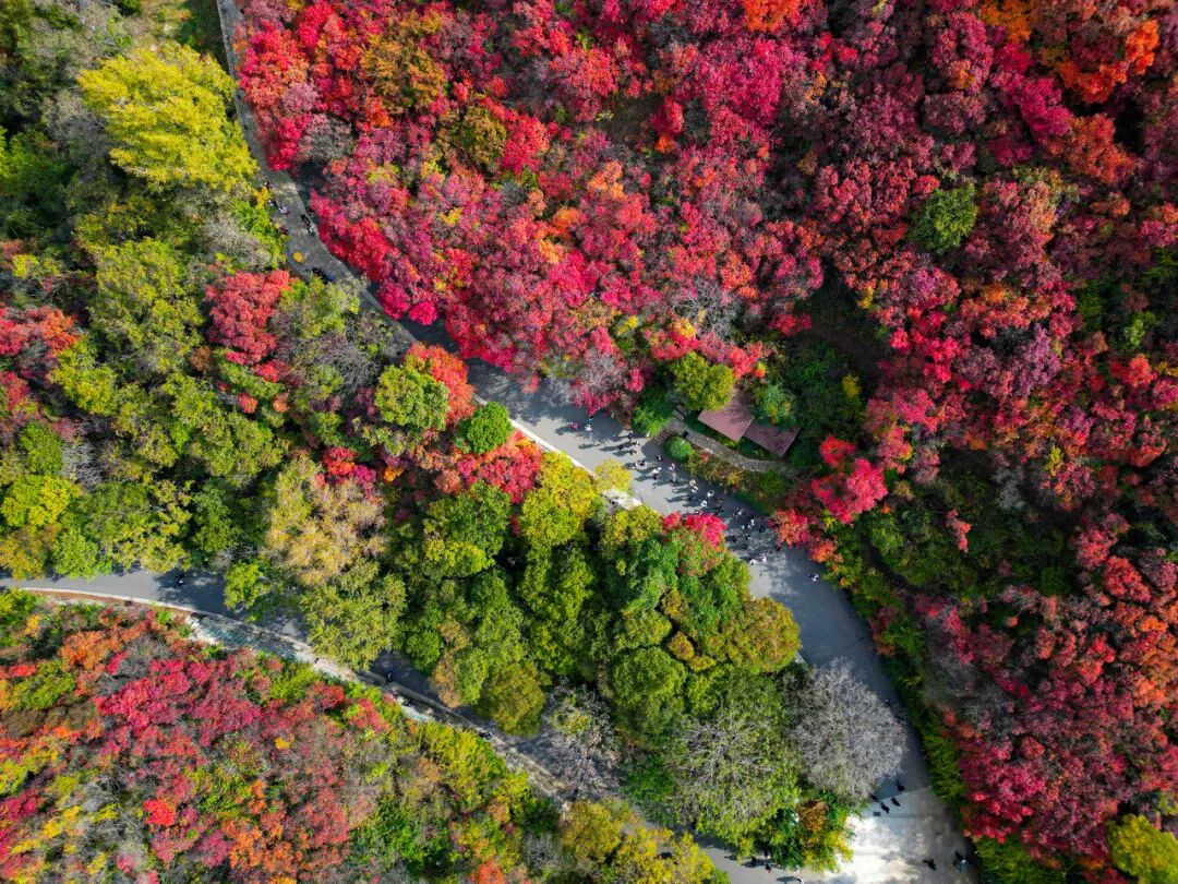 图片[31]-济南这些绝美登高赏秋地，看到第一个就心动了！-沐风体验
